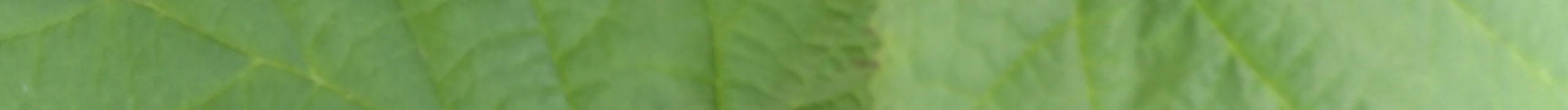 blaetter-header blaetter-header