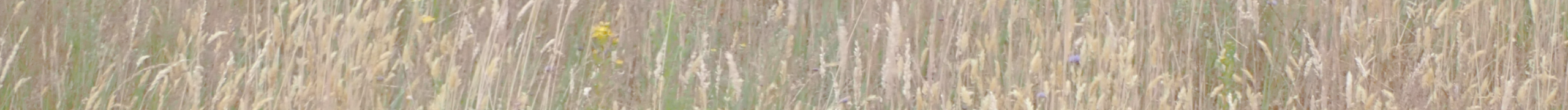 trockeneWiese_heller